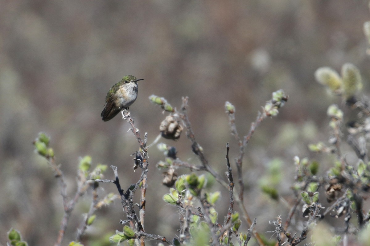 Calliope Hummingbird - ML61704631