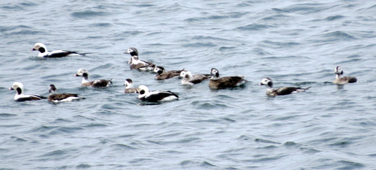 Long-tailed Duck - ML617046328