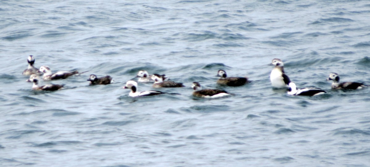 Long-tailed Duck - ML617046329