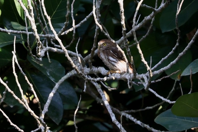 Ferruginous Pygmy-Owl - ML617046424