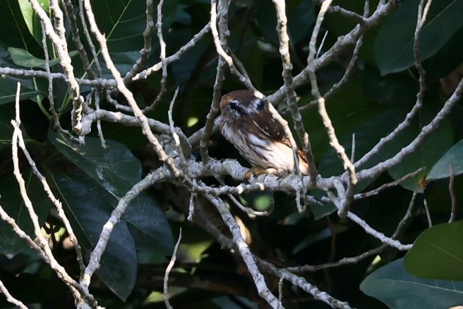 Ferruginous Pygmy-Owl - ML617046435