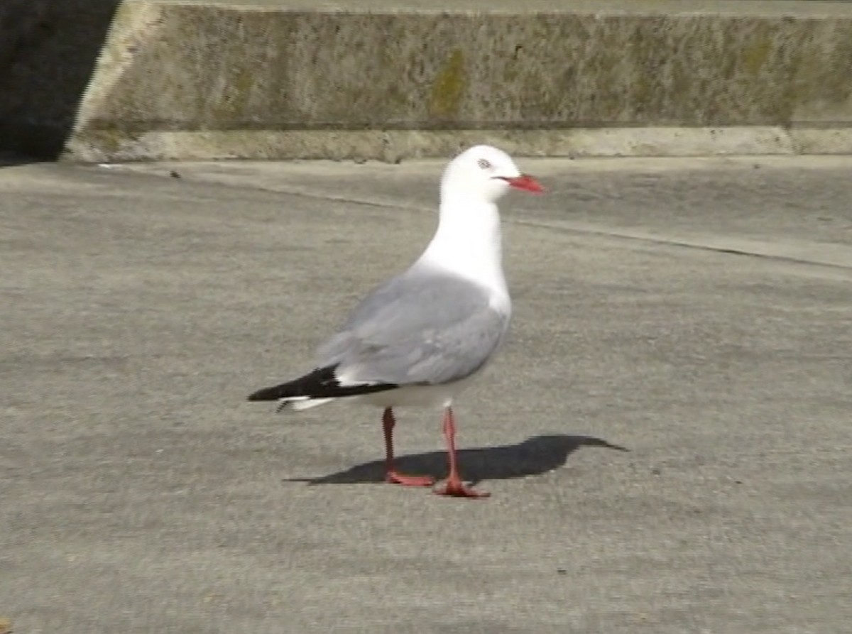 Silver Gull (Red-billed) - ML617046489