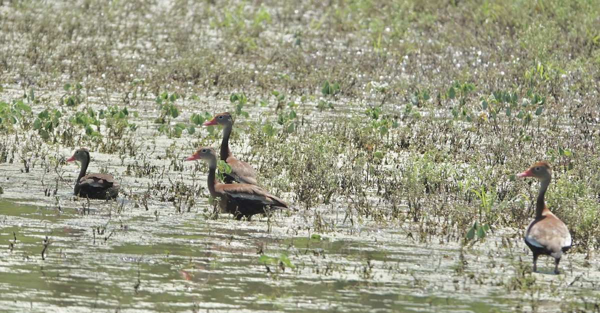 Black-bellied Whistling-Duck - Eric Hough