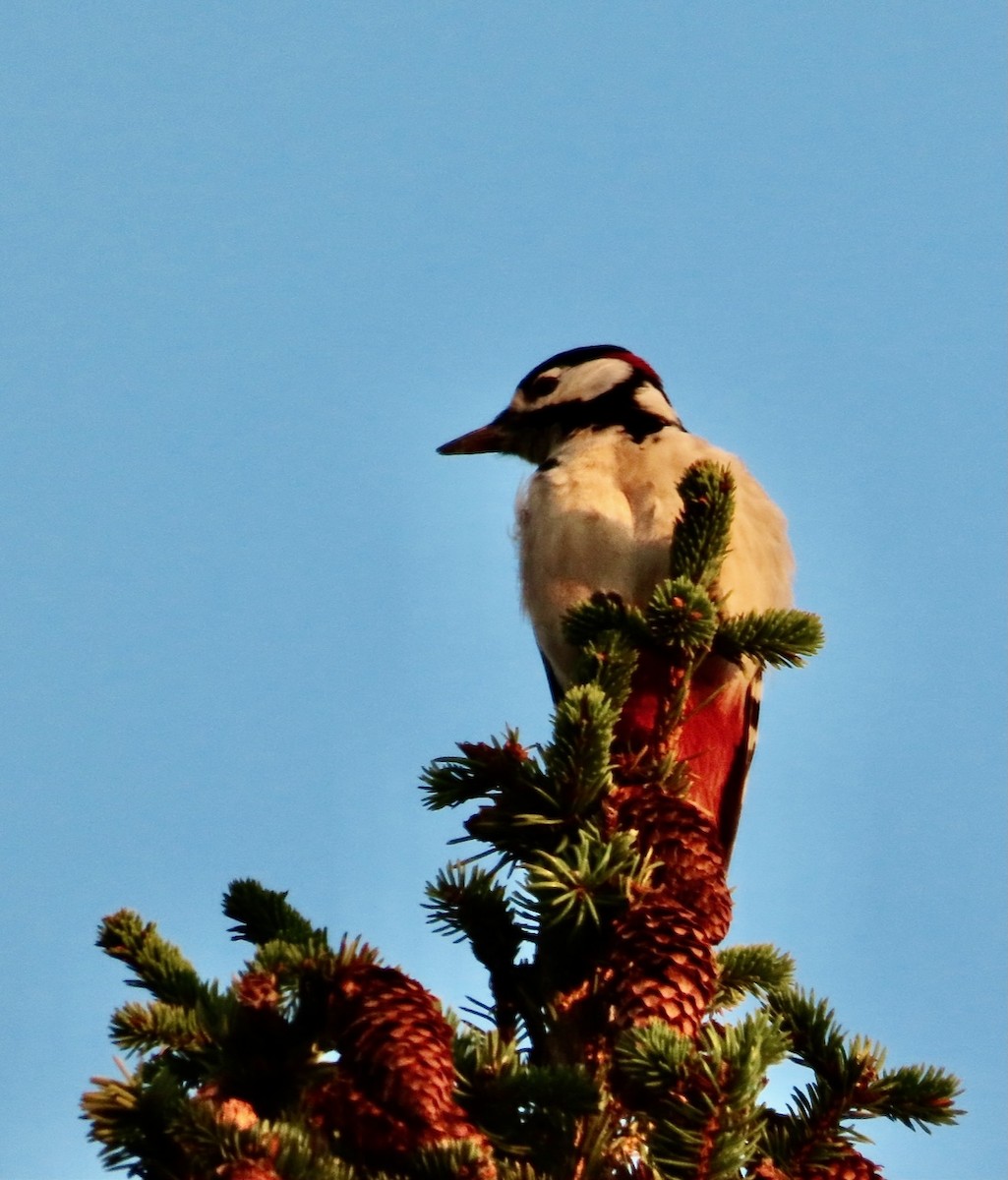 Great Spotted Woodpecker - ML617046530