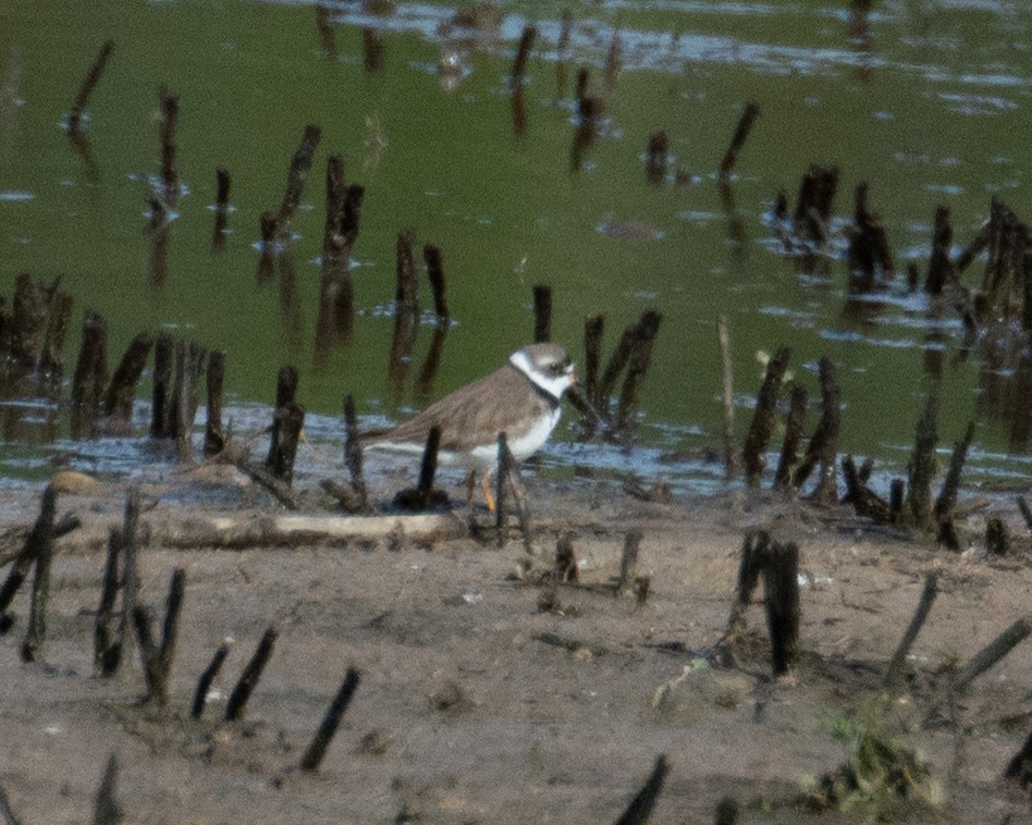 Semipalmated Plover - ML617046678