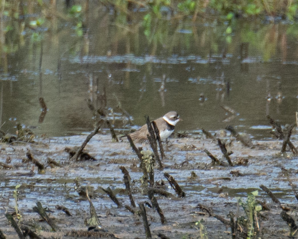 Semipalmated Plover - ML617046679