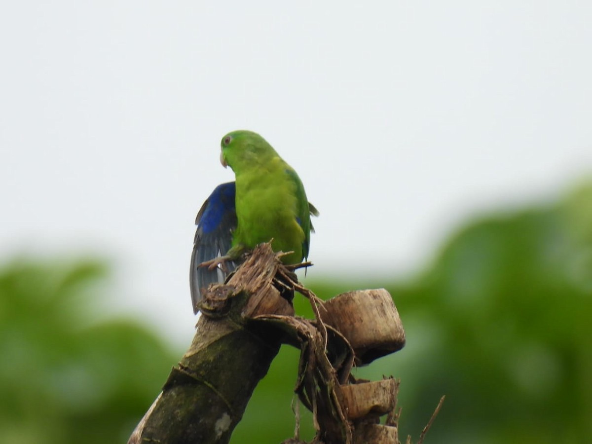 papoušíček amazonský - ML617046731
