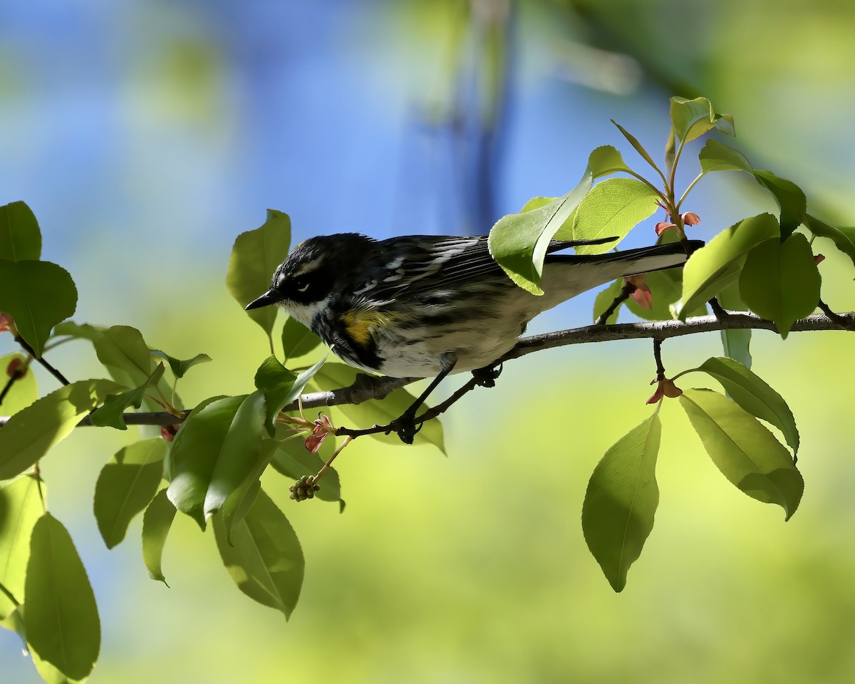 Yellow-rumped Warbler (Myrtle) - Debbie Kosater