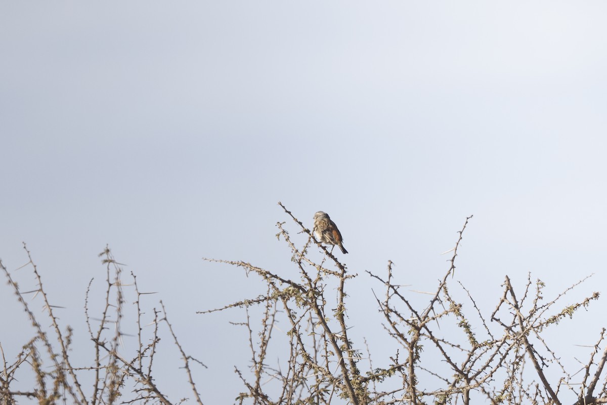 Kenya Rufous Sparrow - ML617047096