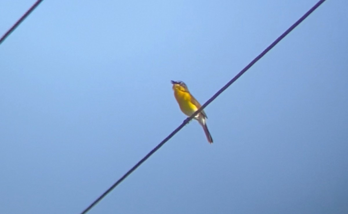 Yellow-breasted Chat - ML617047117