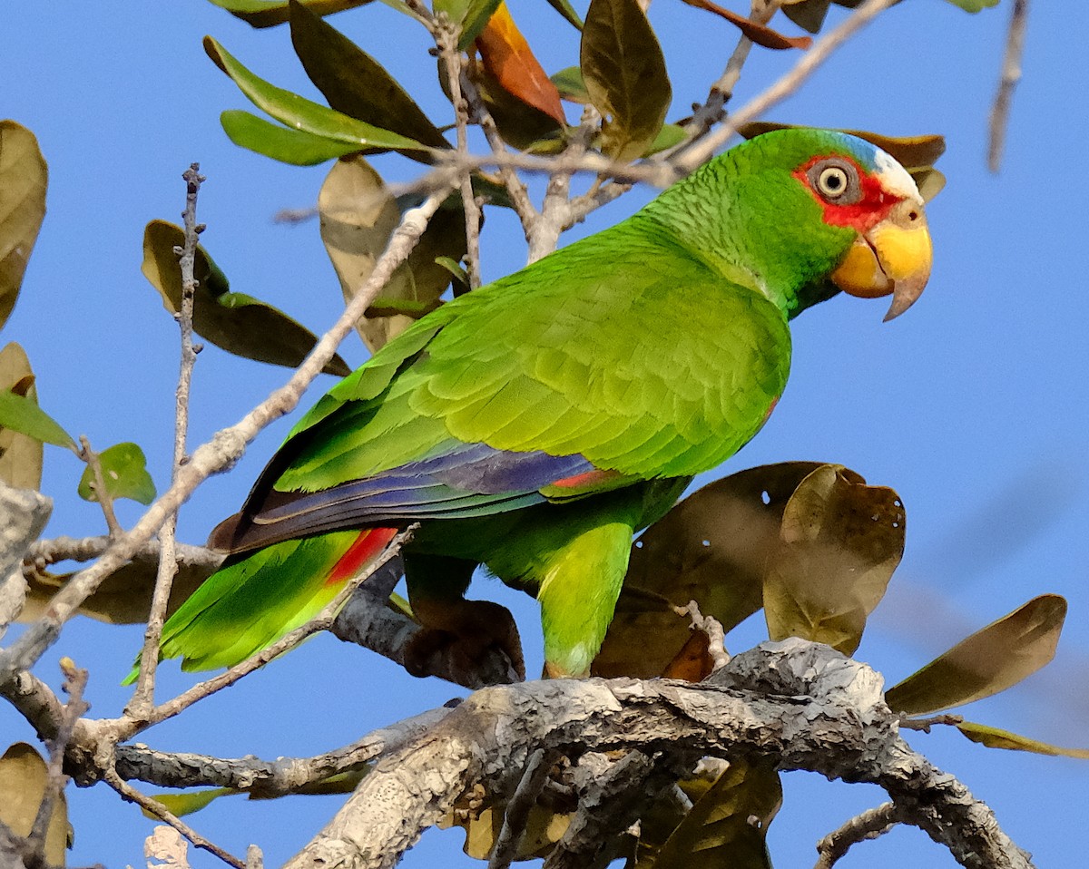 White-fronted Parrot - ML617047132