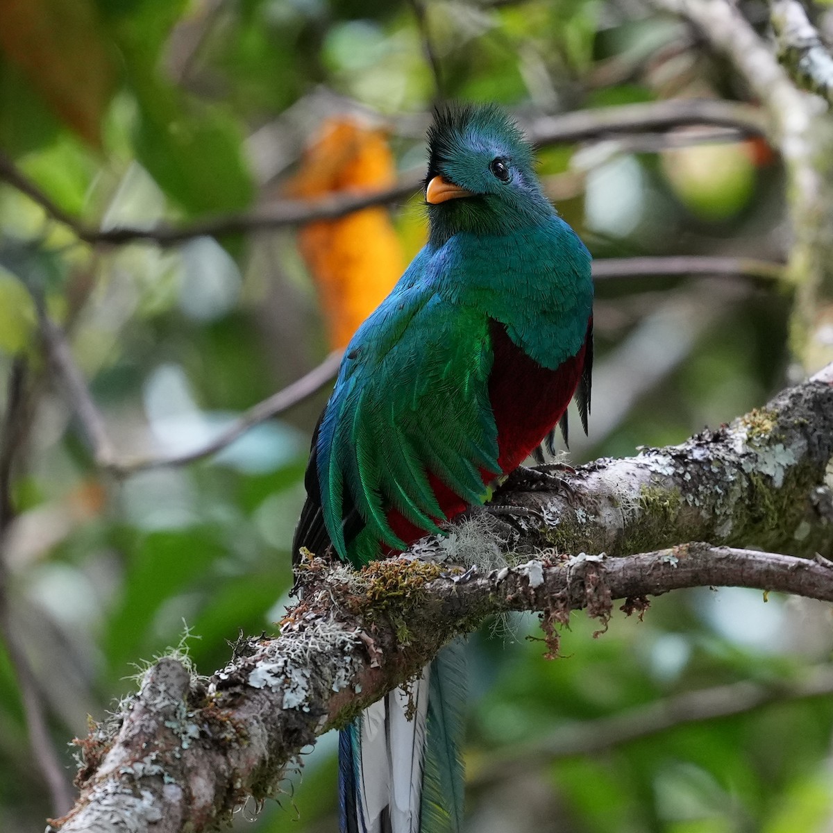 Resplendent Quetzal (Costa Rican) - ML617047133