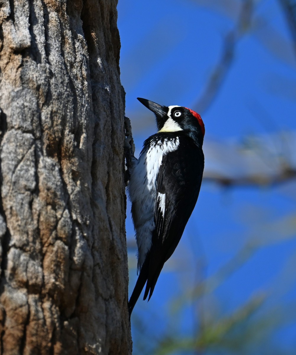 Acorn Woodpecker (Acorn) - ML617047200