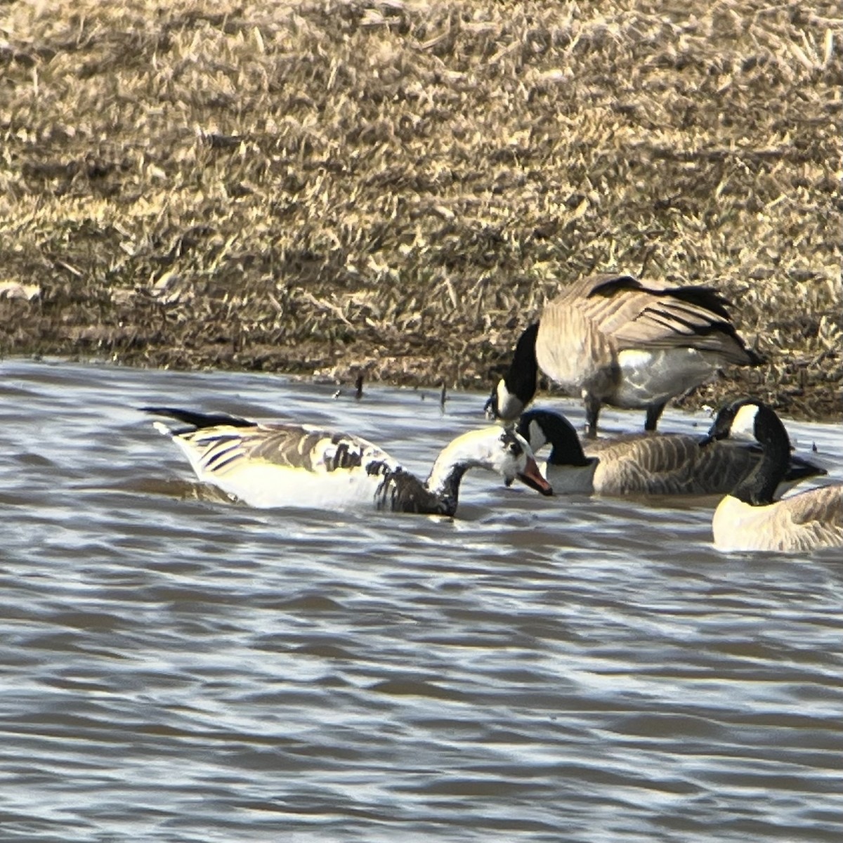 Snow x Greater White-fronted Goose (hybrid) - ML617047242