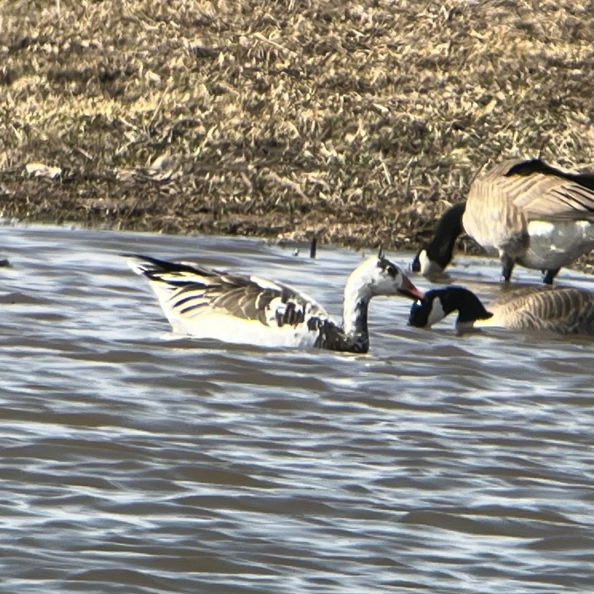 Snow x Greater White-fronted Goose (hybrid) - ML617047243