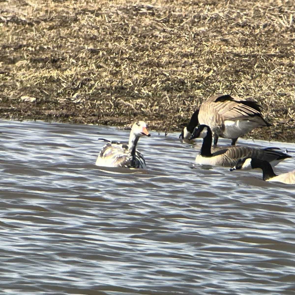 Snow x Greater White-fronted Goose (hybrid) - ML617047244