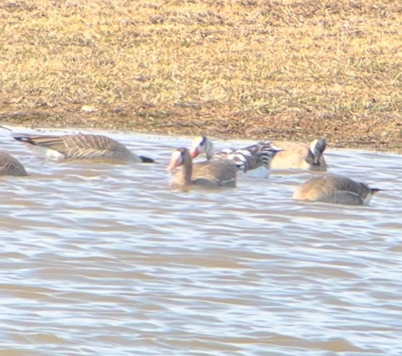 Snow x Greater White-fronted Goose (hybrid) - ML617047245