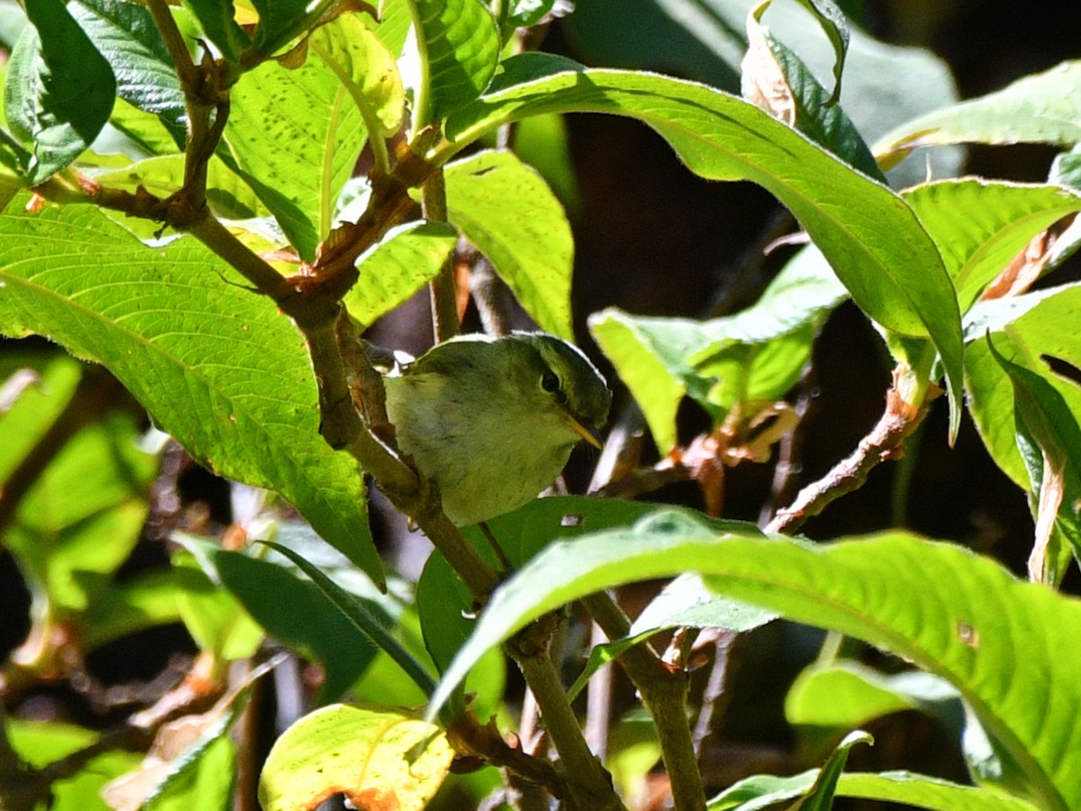 Blyth's Leaf Warbler - ML617047267