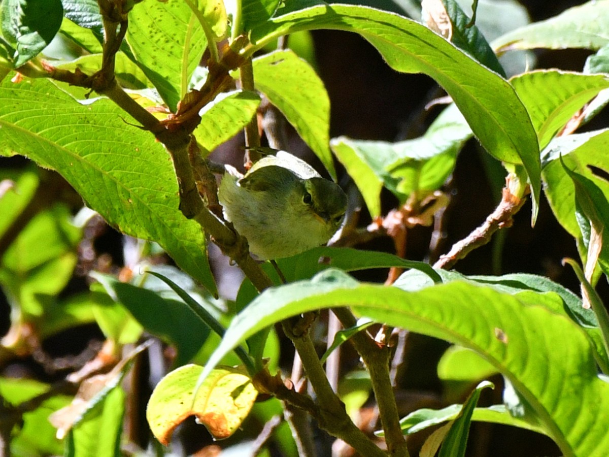Blyth's Leaf Warbler - ML617047268