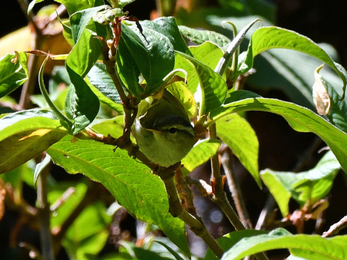 Blyth's Leaf Warbler - ML617047269