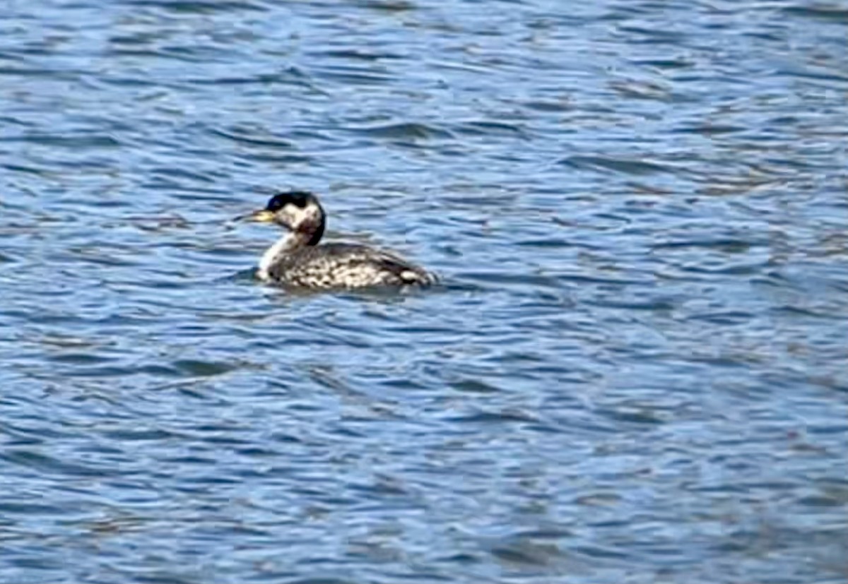 Red-necked Grebe - ML617047308