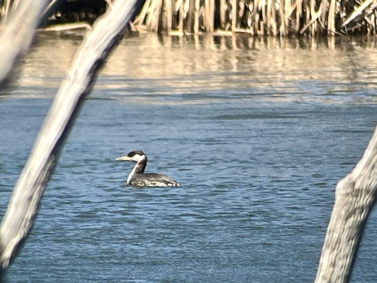Red-necked Grebe - ML617047309