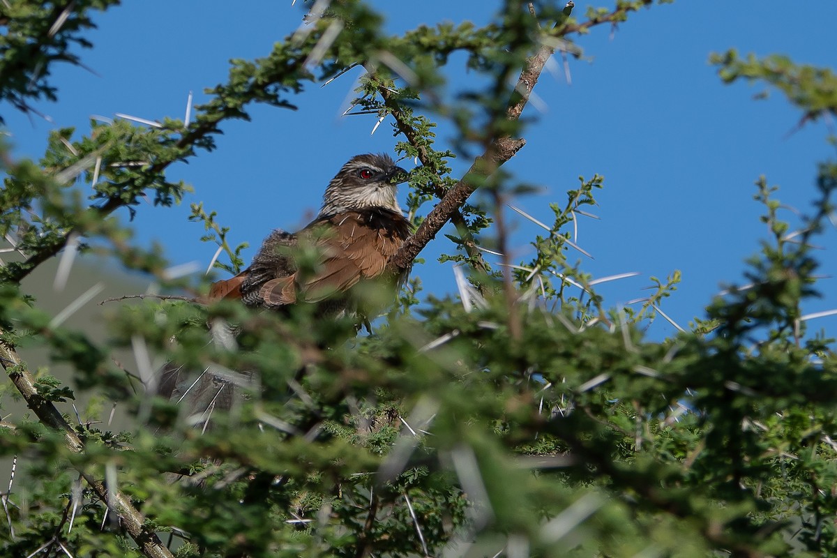 White-browed Coucal - ML617047333