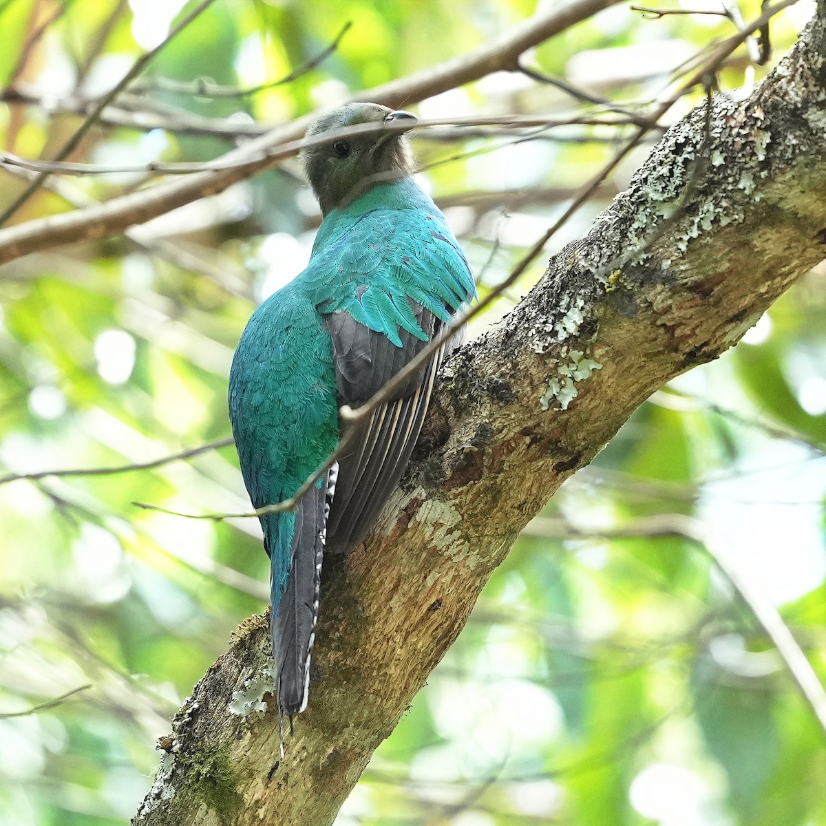 Resplendent Quetzal (Costa Rican) - ML617047357