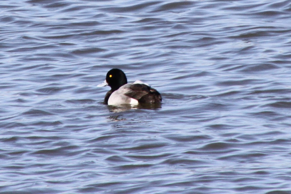 Greater Scaup - ML617047559