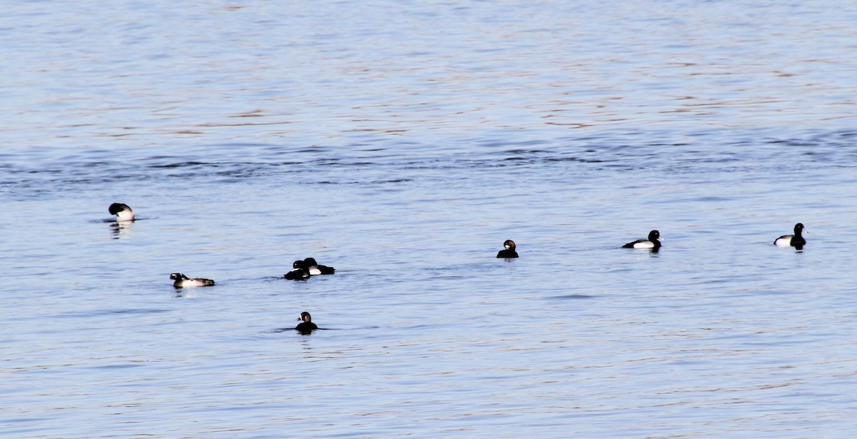 Greater Scaup - ML617047560