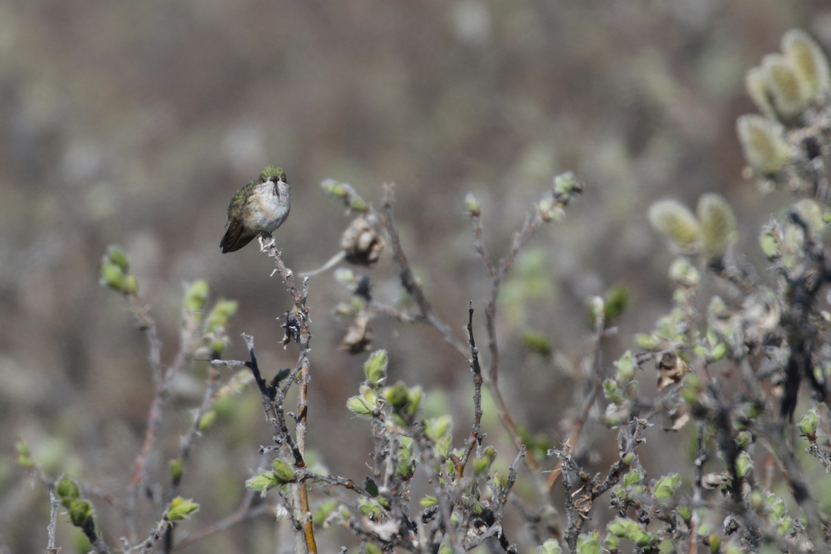 Calliope Hummingbird - ML61704761