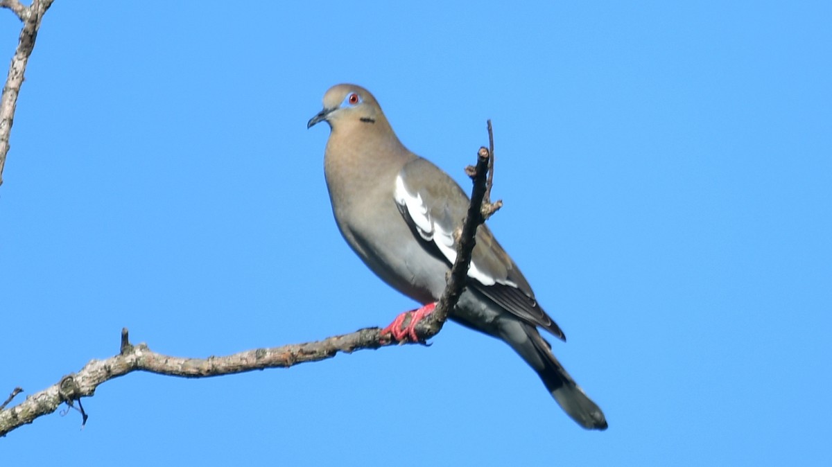 White-winged Dove - Carl Winstead