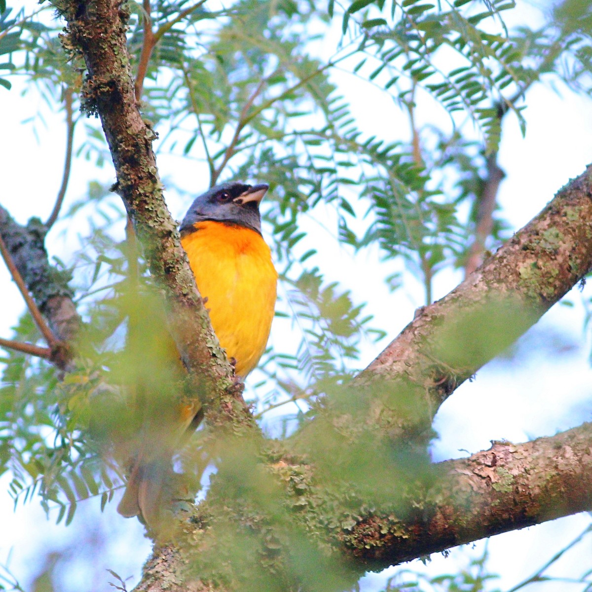Blue-and-yellow Tanager - ML617047653