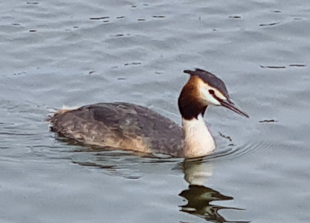 Great Crested Grebe - Ben Taylor