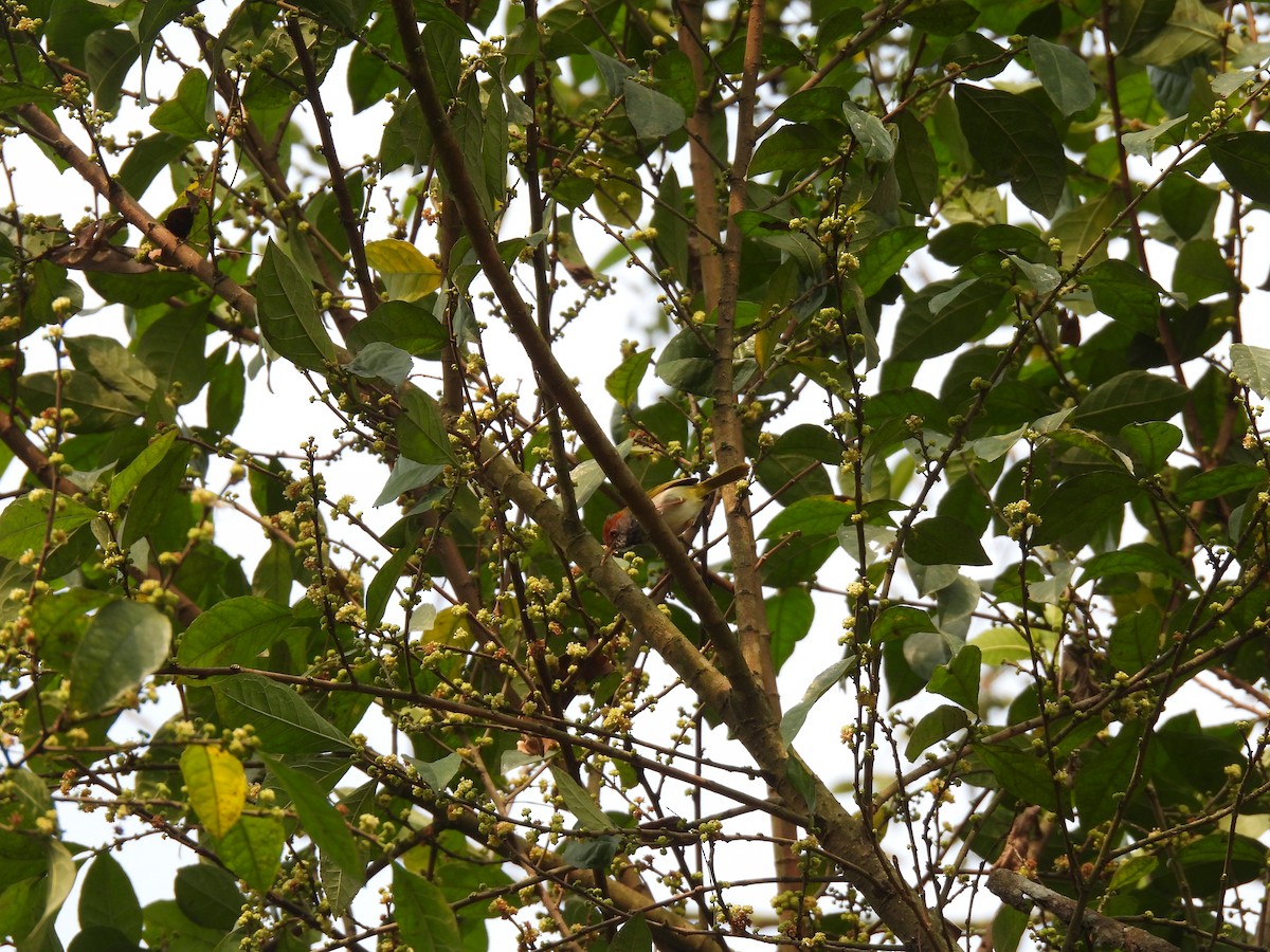 Dark-necked Tailorbird - ML617047740