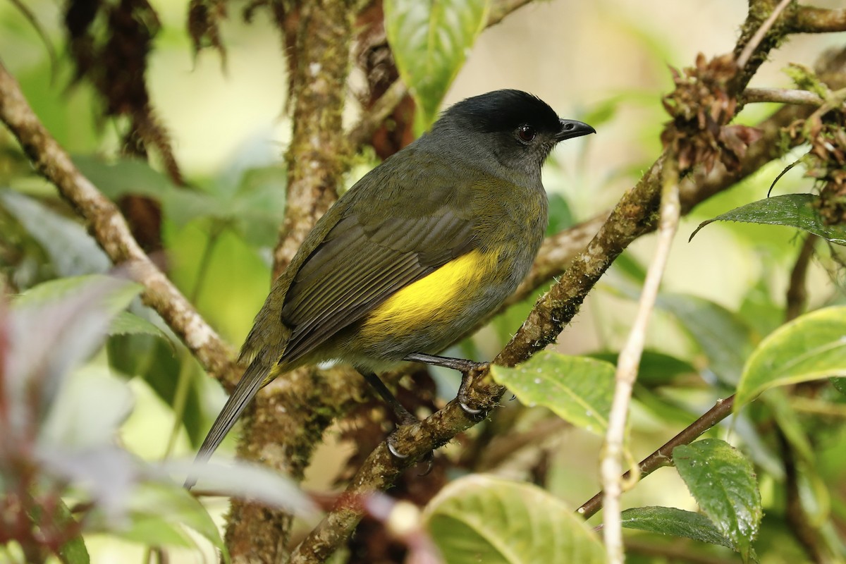 Black-and-yellow Silky-flycatcher - Paul Bonfils