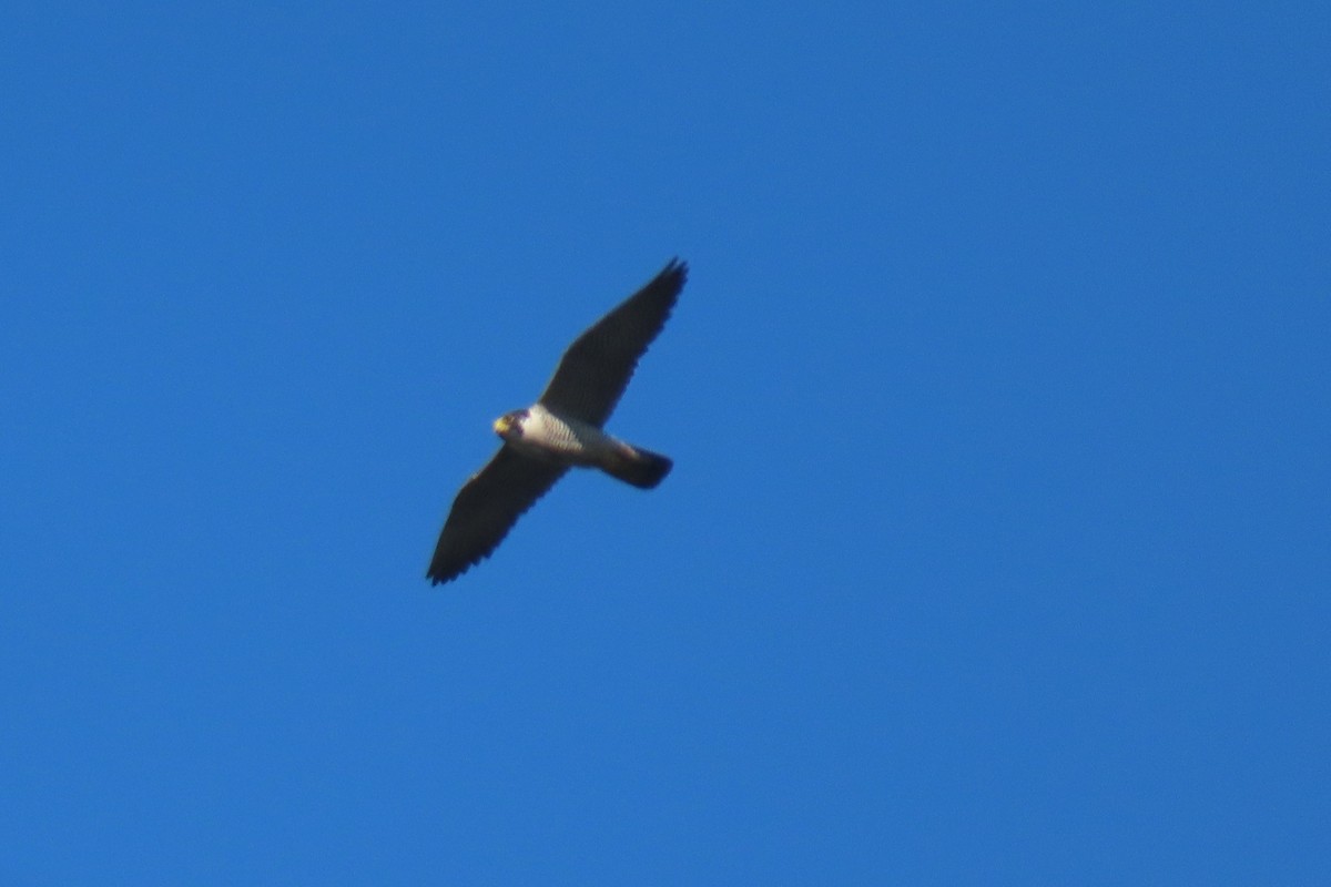 Peregrine Falcon (North American) - ML617047901
