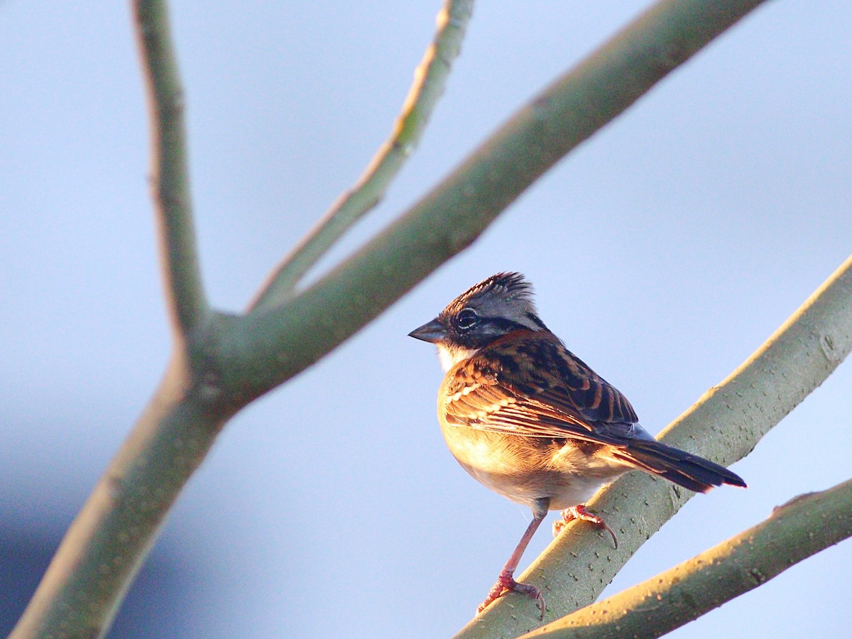 Rufous-collared Sparrow - ML617047965
