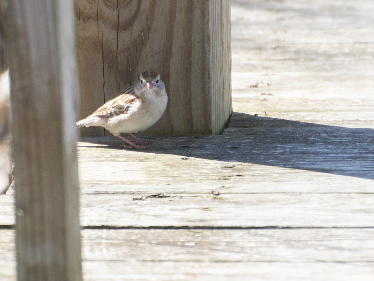 Field Sparrow - David Amamoto