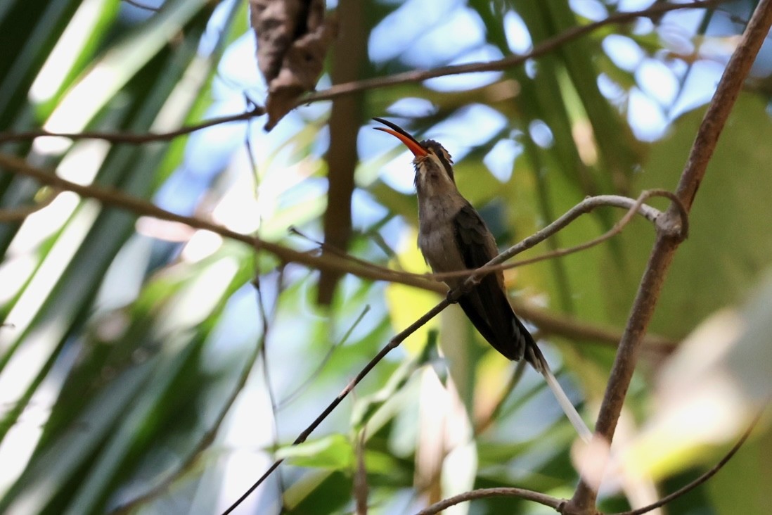 Mexican Hermit - ML617048081