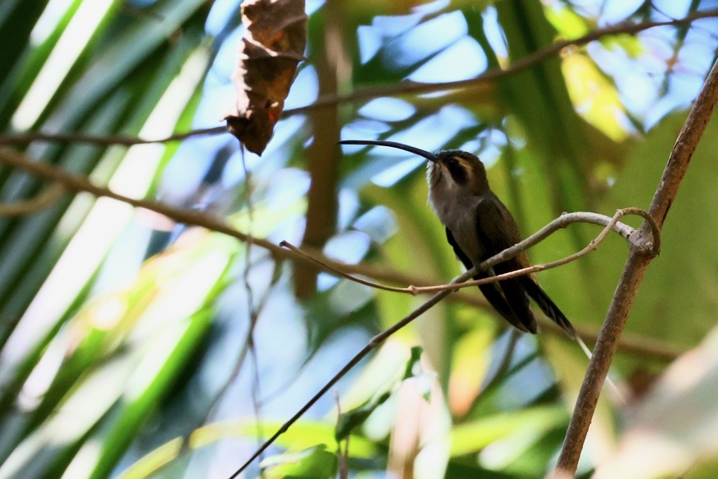 Мексиканский колибри-отшельник - ML617048096