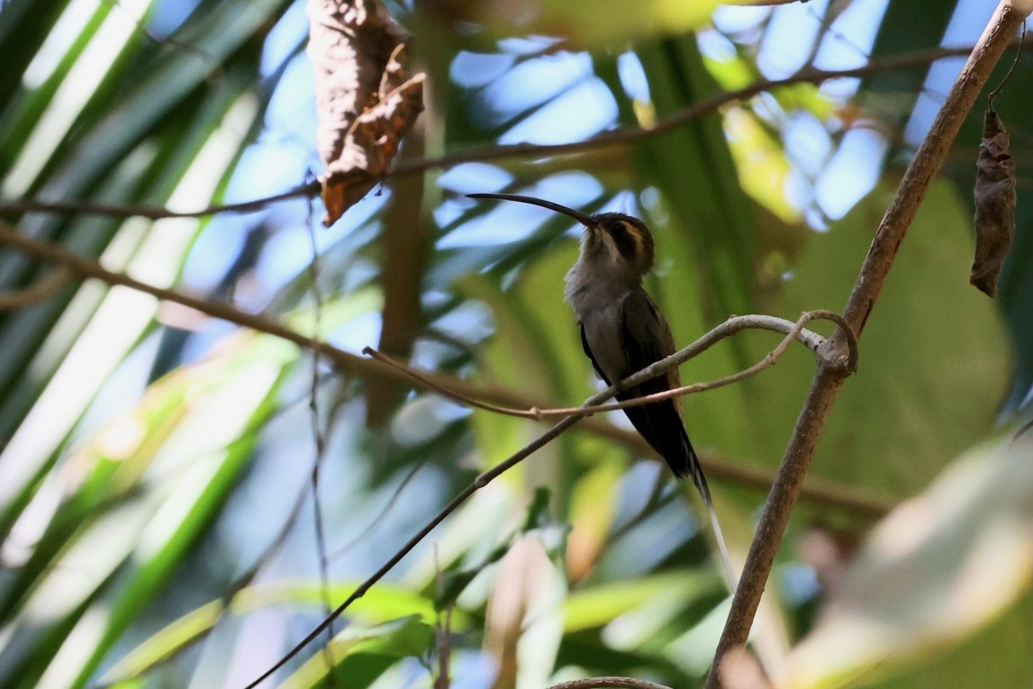 kolibřík západomexický - ML617048102