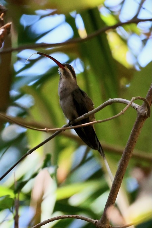 Мексиканский колибри-отшельник - ML617048118