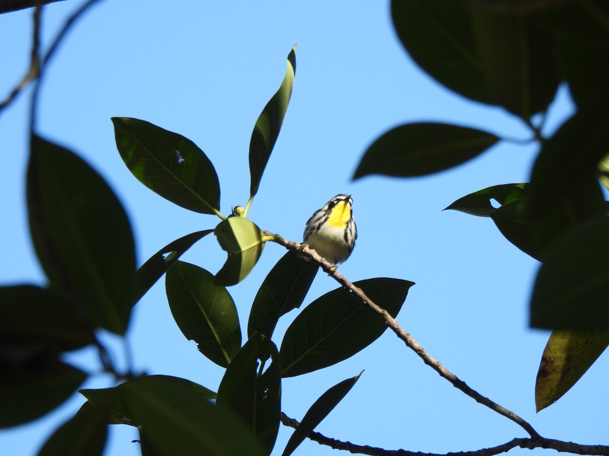 Yellow-throated Warbler - ML617048184