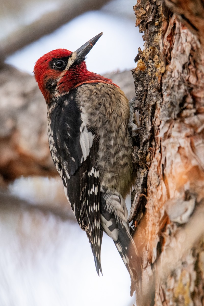 Red-breasted Sapsucker - ML617048207