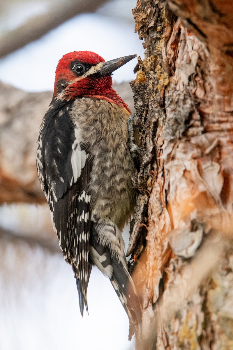 Red-breasted Sapsucker - ML617048209