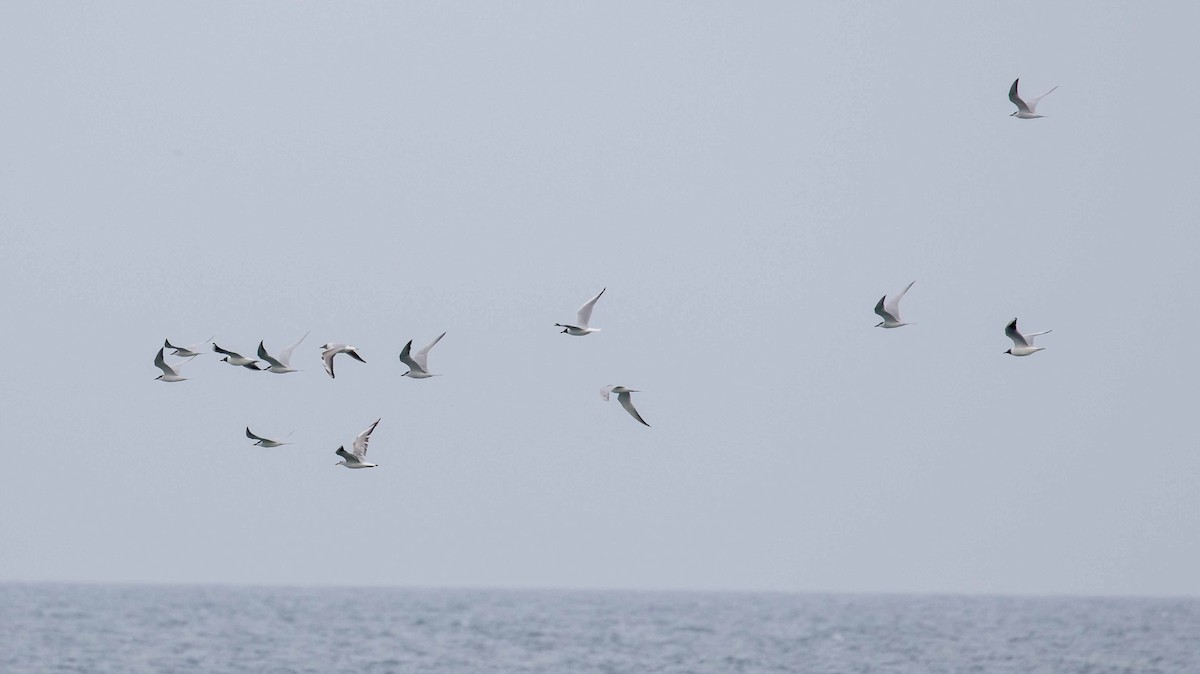 Gull-billed Tern - Pep Arcos
