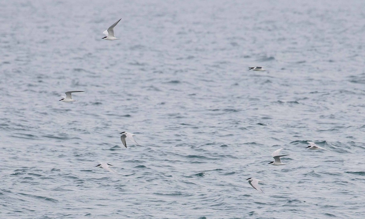 Gull-billed Tern - Pep Arcos