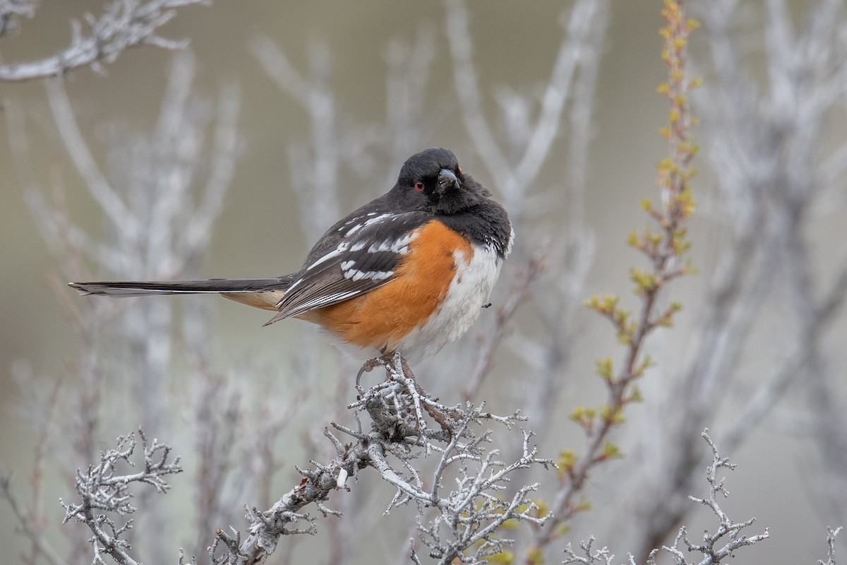 Spotted Towhee - ML617048249