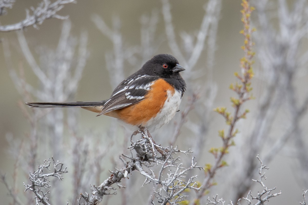 Spotted Towhee - ML617048250